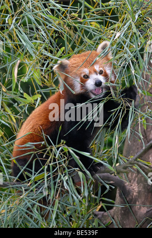 Threatening Red Panda (Ailurus fulgens), portrait Stock Photo