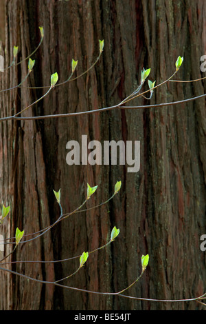 Dogwood tree with budding leaves in bloom with Merced River. Yosemite National Park, California Stock Photo