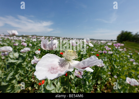 Field with poppies (Papaver somniferum), Weinviertel region, Lower Austria, Austria, Europe Stock Photo