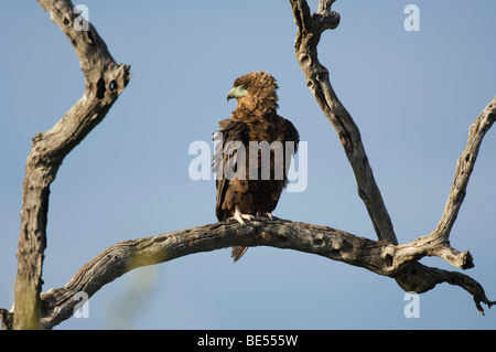 Immature Bateleur, Terathopius ecaudatus, Kruger National Park, South Africa Stock Photo