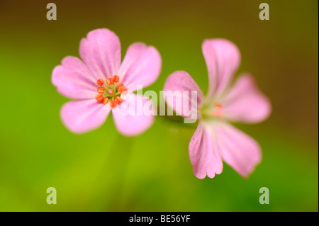 Red Robin (Geranium robertianum) Stock Photo