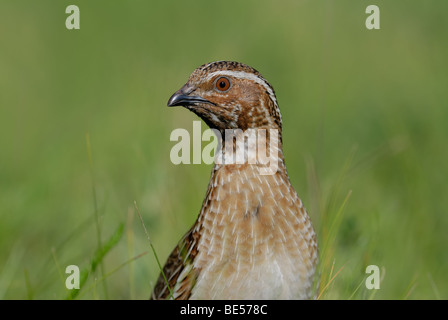 Portrait of common wild quail Stock Photo