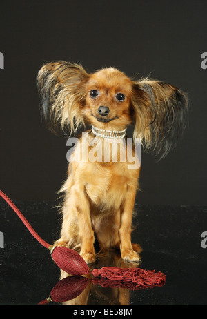 Russian Toy Terrier dog - standing Stock Photo