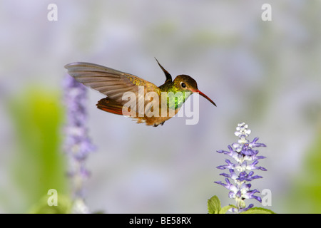 Buff-bellied Hummingbird seeking nectar from Salvia Blossoms Stock Photo