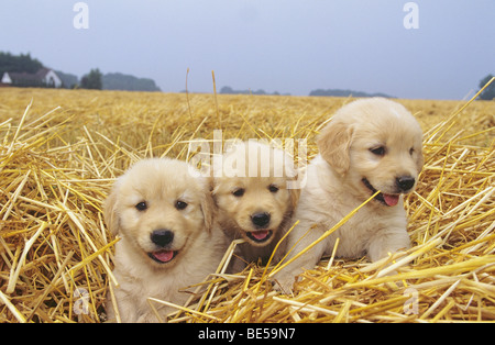 Golden Retriever dog - three puppies in the straw Stock Photo