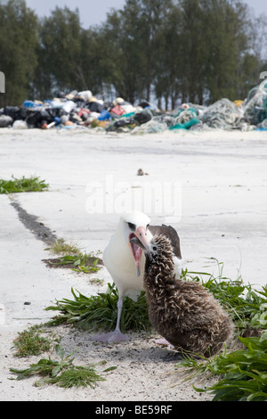 Laysan Albatross parent feeding chick; pile of marine debris collected from shore in the distance, Midway Atoll Stock Photo