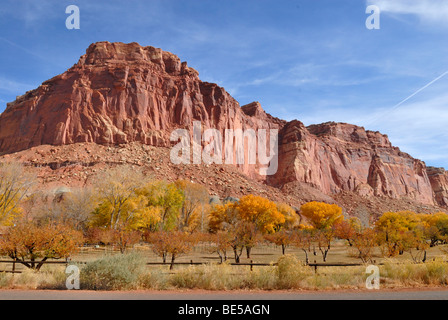 Apple trees (Malus domestica) and Aspen (Populus tremula) in front of a sandstone massif in the Valley Fruita, Capitol Reef Nat Stock Photo