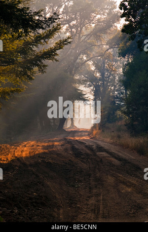 California Lockheed wildfire in Santa Cruz Mountains. CALFIRE/CDF - California Department of Forestry and Fire Protection Stock Photo