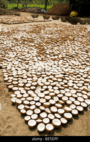 Coconuts drying on the ground in the sun  in Kerala, Southern India,  India - Stock Photo
