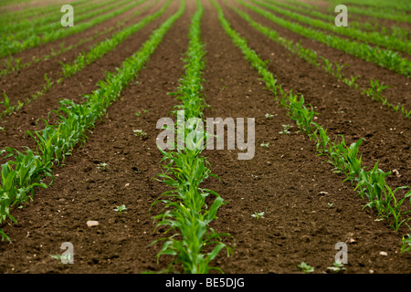 Maize field in springtime Stock Photo