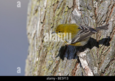 Pine Warber (Dendroica pinus pinus), an early Spring migrant adult male in perfect plumage feeding on a tree trunk.