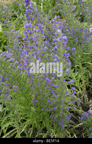 Viper's Bugloss, Blueweed or Blue Devil, Echium vulgare, Boraginaceae, Europe Stock Photo