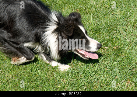 A Border Collie Competing in the Sheepdog Trials at the 2009 Hope Brigade Days in Hope, British Columbia, Canada. Stock Photo