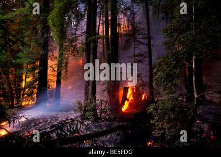 California Lockheed wildfire in Santa Cruz Mountains. CALFIRE/CDF - California Department of Forestry and Fire Protection Stock Photo