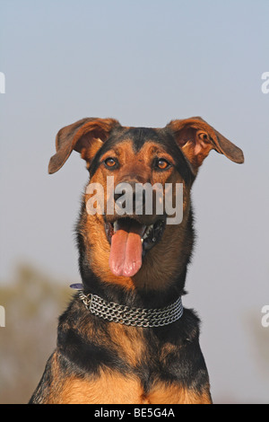 Doberman-Shepherd hybrid, portrait Stock Photo