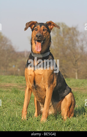 Doberman-Shepherd hybrid, sitting on a meadow Stock Photo