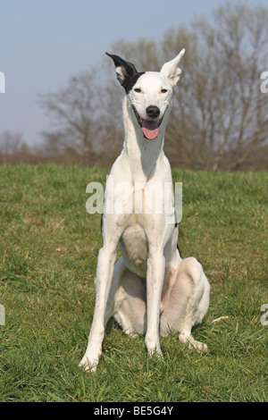 Galgo Espanol Podenco hybrid, sitting on a meadow Stock Photo