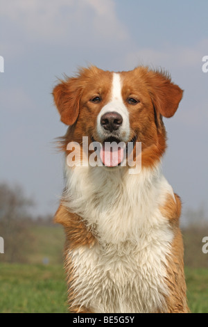 Leonberger best sale collie mix