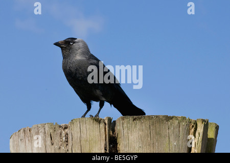 Jackdaw (Corvus monedula) on thick wooden bollard Stock Photo