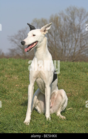 Galgo Espanol Podenco hybrid, sitting on a meadow Stock Photo