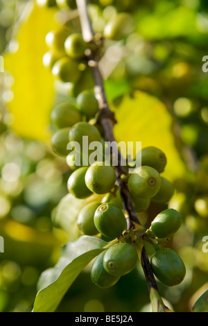 Coffee Plant Stock Photo - Alamy