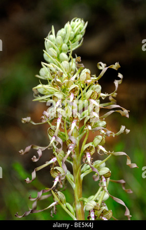 Lizard Orchid (Himantoglossum hircinum), Orchid Stock Photo