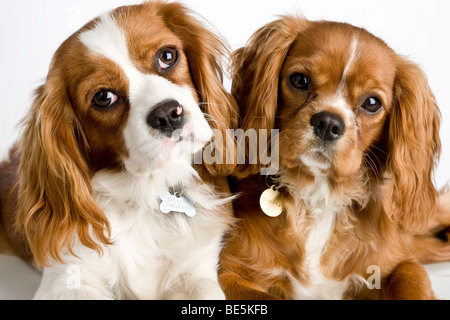 Two Cavalier King Charles Spaniel dogs Stock Photo