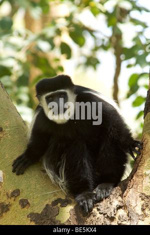 Black and white Colobus monkey (Colobus abyssinicus) in Kenya Stock Photo