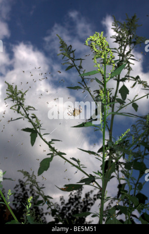 An orb weaver spider climbs on its web among many corpses of small flies with cloud backdrop. Stock Photo