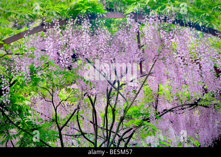 Wisteria on arbor. Big Sir coast. Cal;ifornia Stock Photo