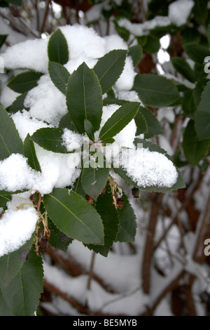 Shrub covered in snow Stock Photo