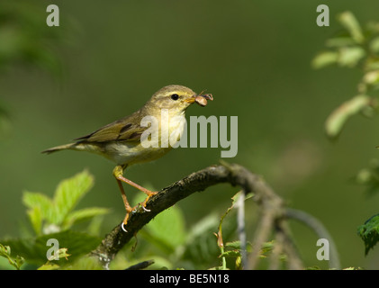 Willow Warbler (Phylloscopus trochilus) with prey Stock Photo