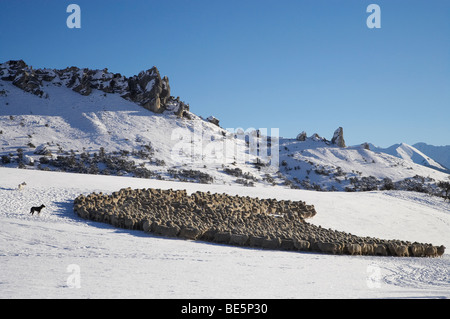 Mustering Sheep in the Snow, Castle Hill, Arthur's Pass Road, Canterbury, South Island, New Zealand Stock Photo