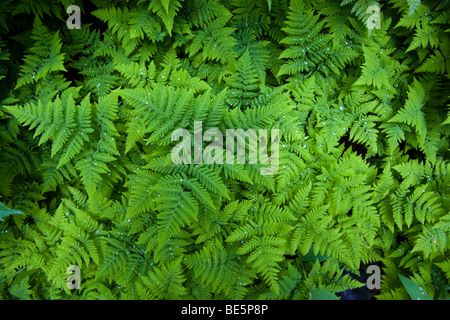 Spiny Wood Fern (Dryopteris expansa), also Northern Buckler Fern (Dryopteris assimilis), drops of water, Pacific Northwest Coas Stock Photo