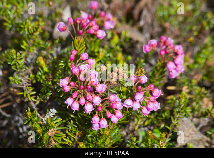 Blooming Pink Mountain Heather (Phyllodoce empetriformis), Chilkoot Trail, Chilkoot Pass, Yukon Territory, British Columbia, B. Stock Photo