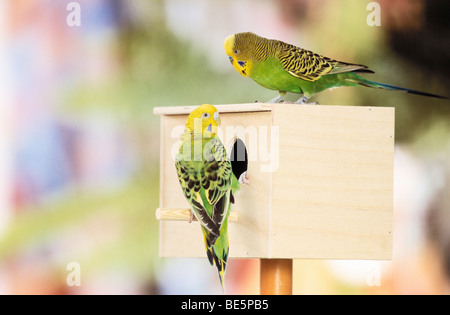 Budgerigar. Couple at nesting box Stock Photo
