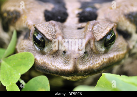 Aga Toad or Cane Toad (Bufo marinus, Rhinella marina) Stock Photo