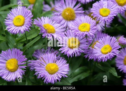 Seaside Fleabane or Seaside Daisy, Erigeron glaucus, Asteraceae. UK, Europe Stock Photo
