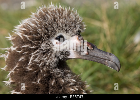Avian pox disease in a Laysan Albatross chick with pustules on the beak (Phoebastria immutabilis) Stock Photo
