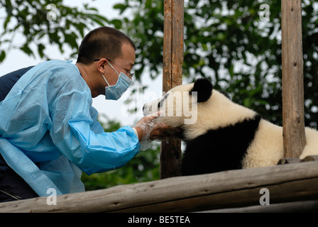 Giant Panda (Ailuropoda melanoleuca) and keeper at the Research and Breeding Center, Chengdu, Sichuan, China, Asia Stock Photo