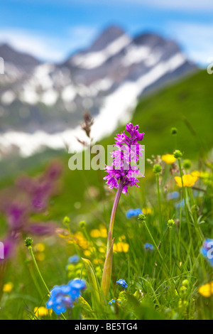 Orchid (Orchis) on a mountain meadow in Alpstein, Switzerland, Europe Stock Photo
