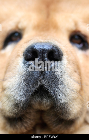 Snout of a Chow Chow Dogs Stock Photo