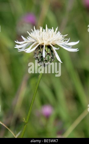 White Variation of Greater Knapweed, Centaurea scabiosa, Asteraceae (Compositae). UK Stock Photo