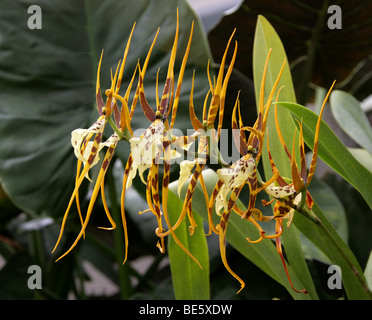 Spider Orchid, Brassia 'Chieftain', Orchidaceae, Oncidiinae, Cymbidieae. South Florida, the West-Indies and tropical South America. Stock Photo