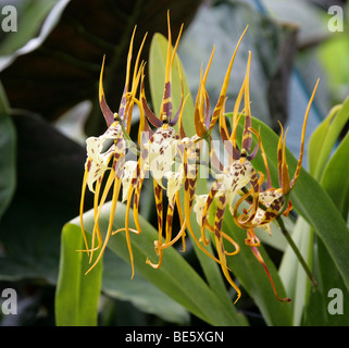 Spider Orchid, Brassia 'Chieftain', Orchidaceae, Oncidiinae, Cymbidieae. South Florida, the West-Indies and tropical South America.
