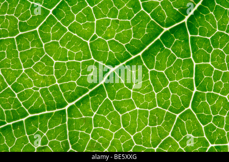 Leaf-veins, light shining through Stock Photo