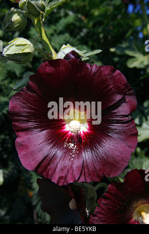 Flowering Black Hollyhock (Alcea rosea cultivar Nigra) Stock Photo