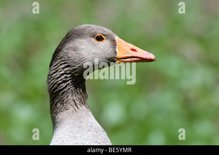 Greylag Goose (Anser anser), portrait Stock Photo