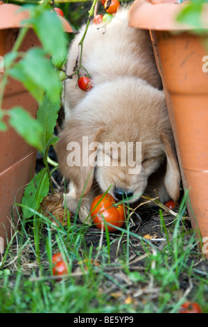 Eight week old Golden Retriever puppy eating tomatoes from a garden plant. Stock Photo