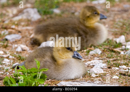Two Greylag Geese (Anser anser), fledglings